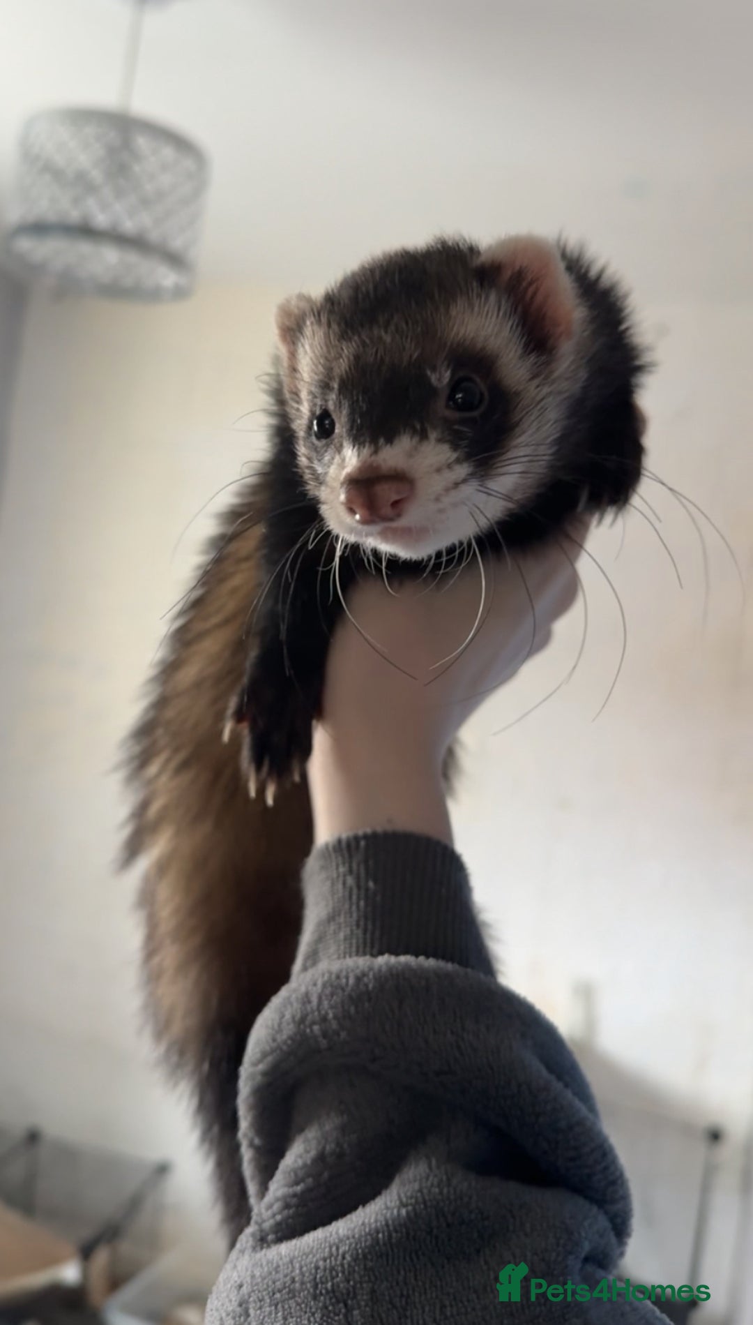 Ferret rodents for sale: Sable mask ferrets - Image 2