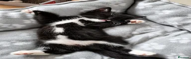 Domestic Shorthair 5