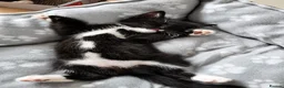 Domestic Shorthair cats for sale: The Kittens are looking for a lovleyhouse  - Advert 2