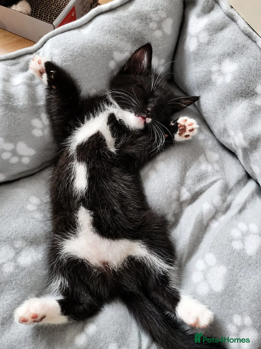 Domestic Shorthair cats for sale: The Kittens are looking for a lovleyhouse  - Advert 2