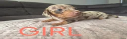 Miniature Dachshund dogs for sale: Beautiful Miniture Dachshunds - Advert 5