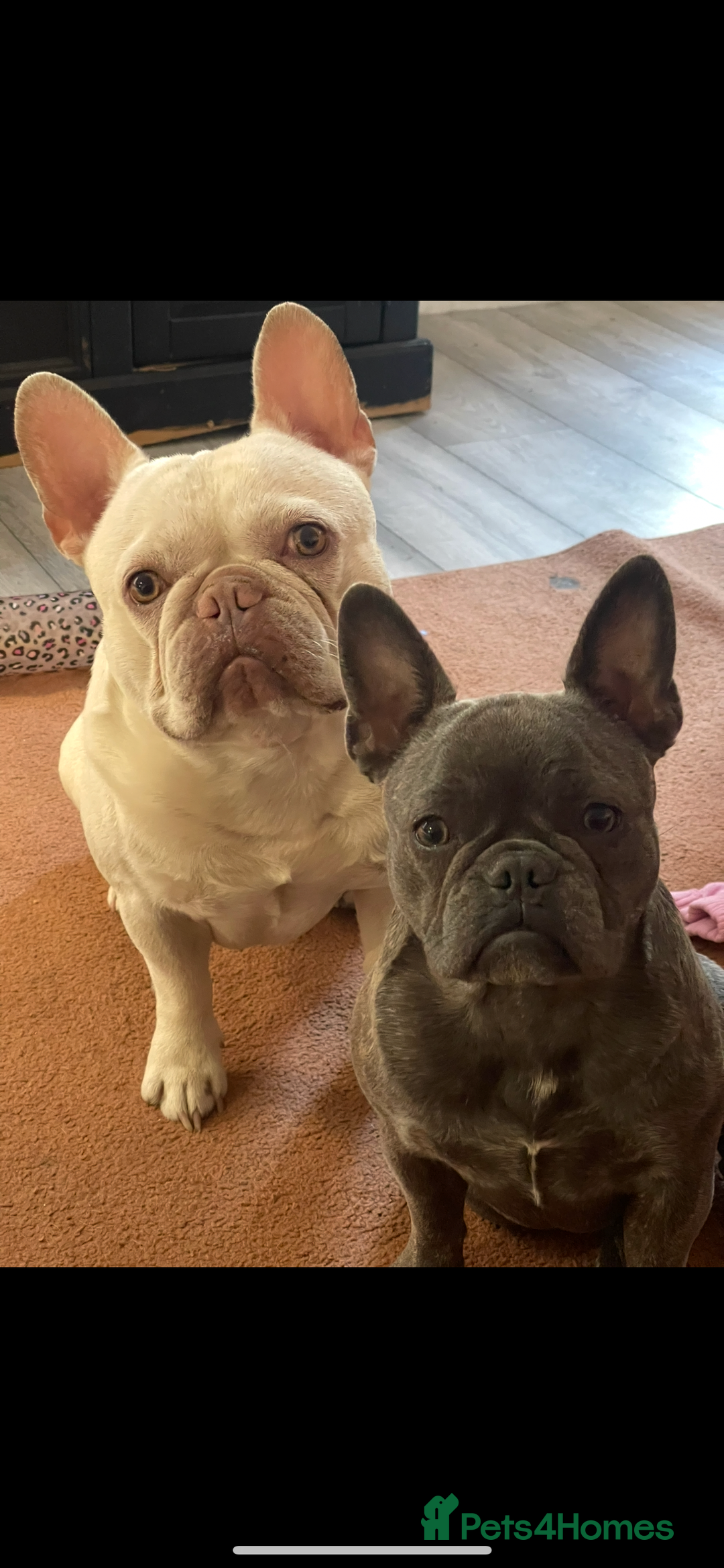 French Bulldog dogs for sale: French bulldog puppies  - Image 2