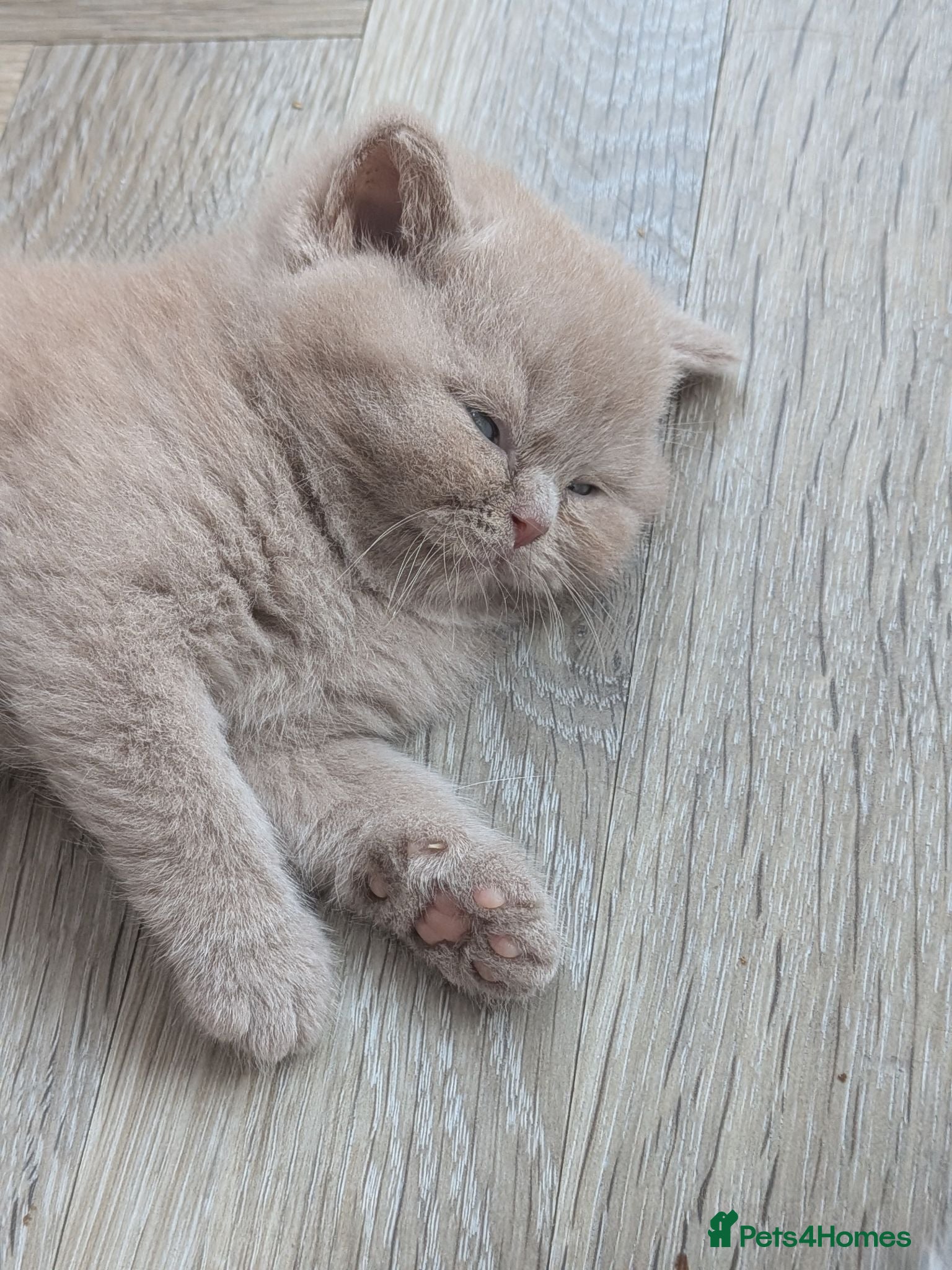British Shorthair cats GCCF registered Kittens champion sired  - Advert 2