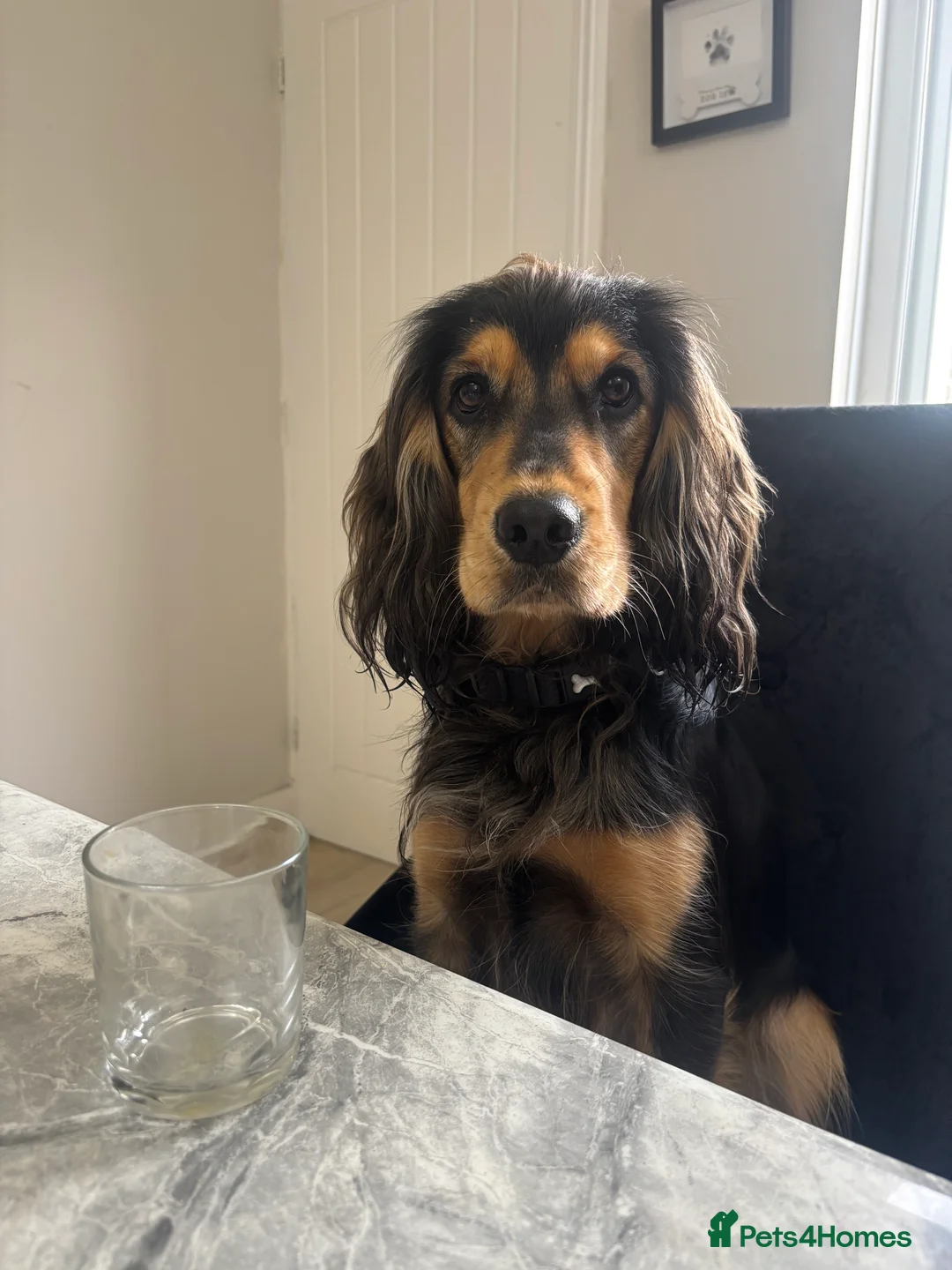 Cockerdor dogs for sale: Hector 2 year old Cockerdor  - Advert 12