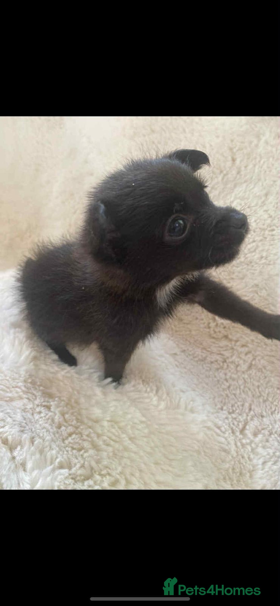 Pomchi dogs for sale: Beautiful pomchi for sale 🥹 - Image 1