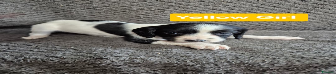 English Springer Spaniel Puppy 7