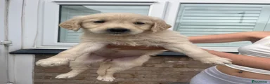 Golden Retriever 4