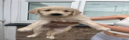 Golden Retriever dogs for sale: Gorgeous golden retriever puppies 🐶  - Advert 7