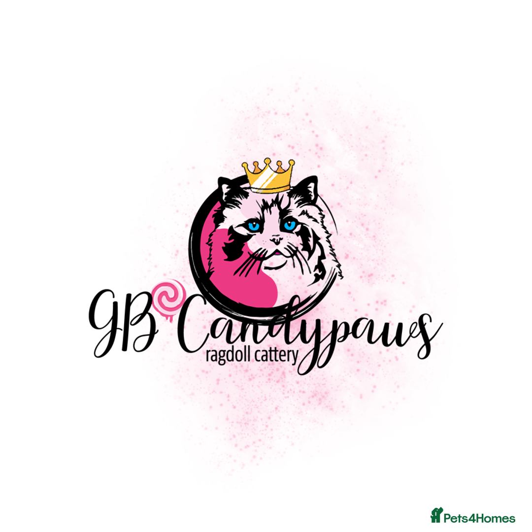 Ragdoll cats for sale: Ragdoll princess😻 - Advert 9