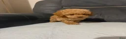 Toy Poodle dogs for sale: Toy poodle - Advert 5