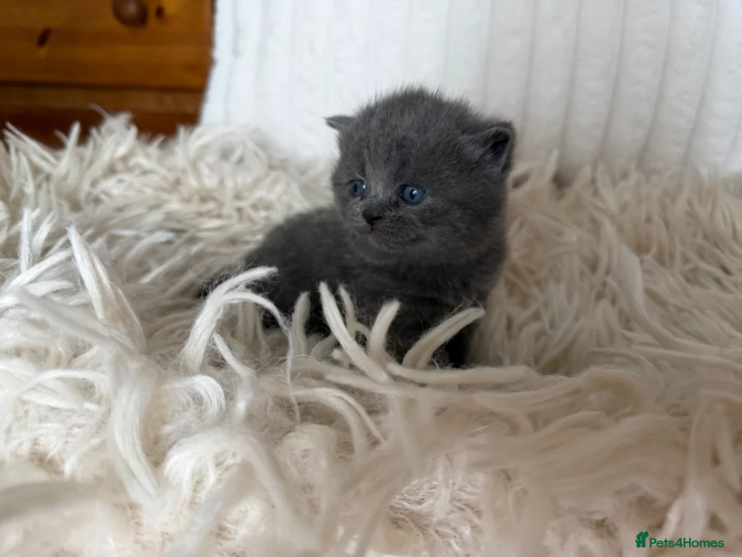 British Shorthair cats for sale: ✨ Quality pedigree British Shorthair Kittens  in Pontypool - Advert 2