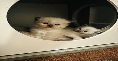 Ragdoll cats - Advert 5