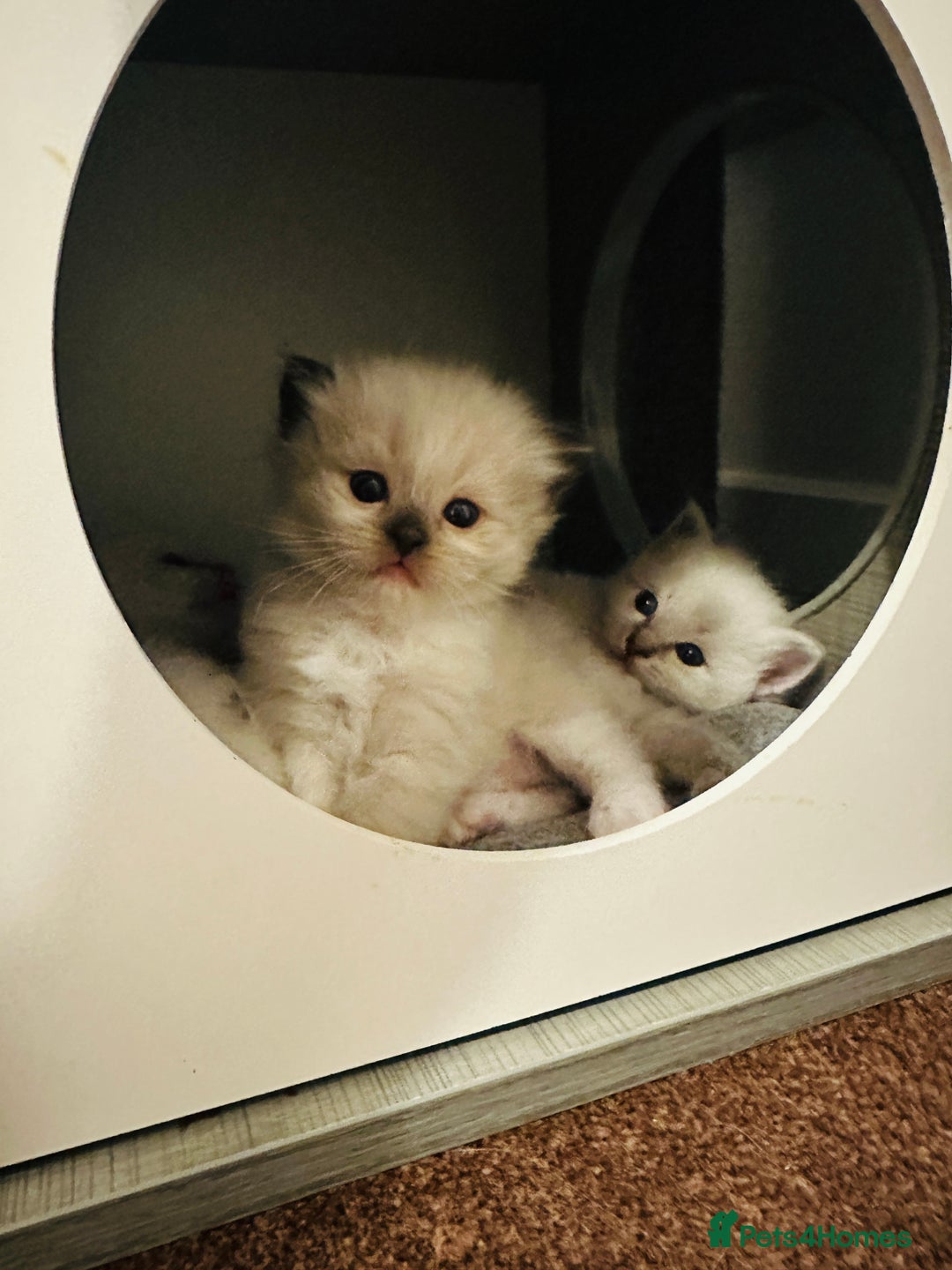Ragdoll cats for sale: 🥰🥰🥰ONLY 2 left stunning beautiful babies 🥰🥰🥰 - Advert 11