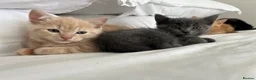 Ragdoll cats for sale: Ragdoll x British short hair ginger boy kitten  - Advert 9