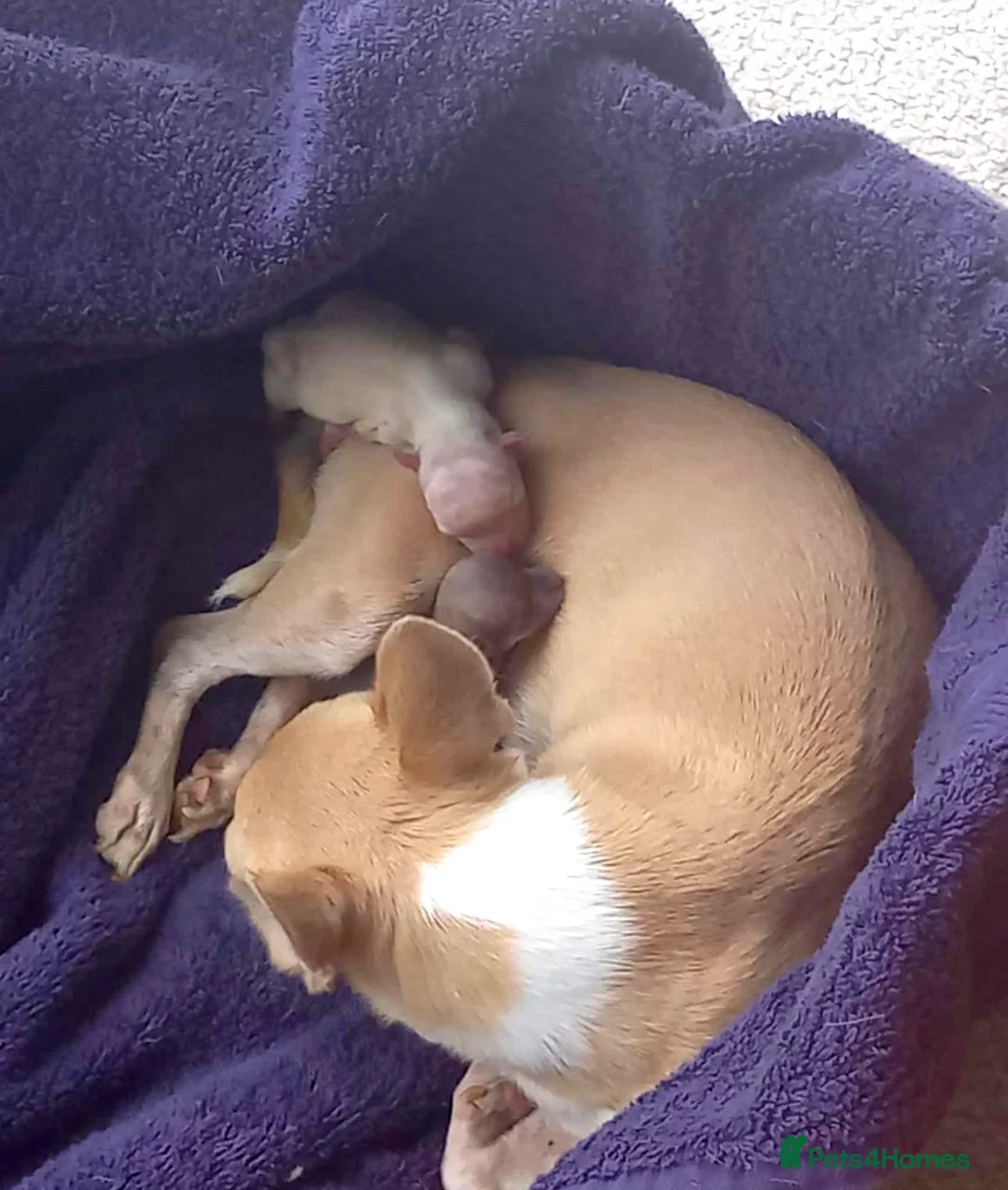 Chihuahua dogs for stud: **PROVEN STUD** ** Chihuahua in Pudsey - Advert 12