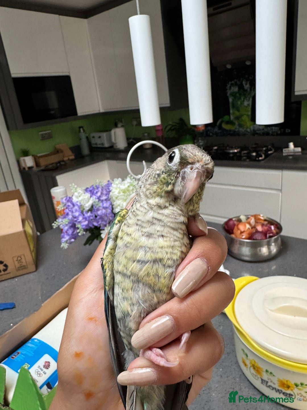 Conures birds for sale: Tamed hand-fed baby conure - Image 4
