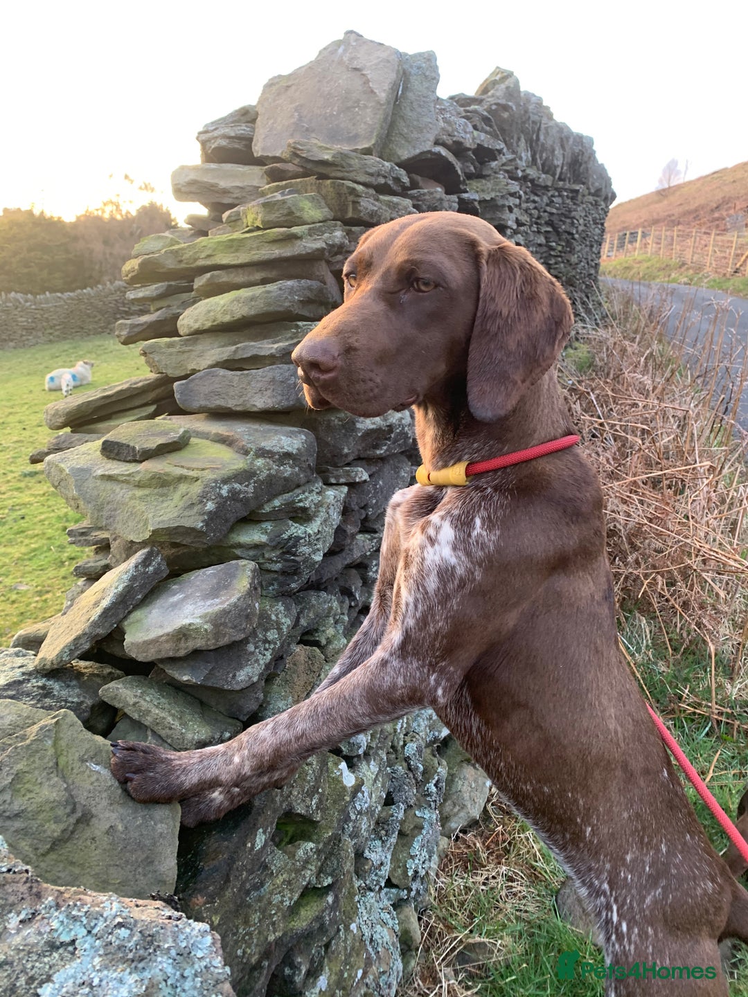 German Shorthaired Pointer dogs for sale: German Shorthaired Pointer Puppies - Image 10