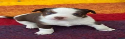 Mixed Breed dogs for sale: Adorable Jack Russell X Terrier puppies - Advert 3