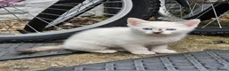 Mixed Breed cats for sale: 4 Gorgeous and playful kittens - Advert 20
