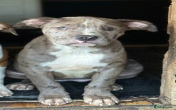 Mixed Breed dogs for sale: Big sale !!!!! 400£ - Image 2