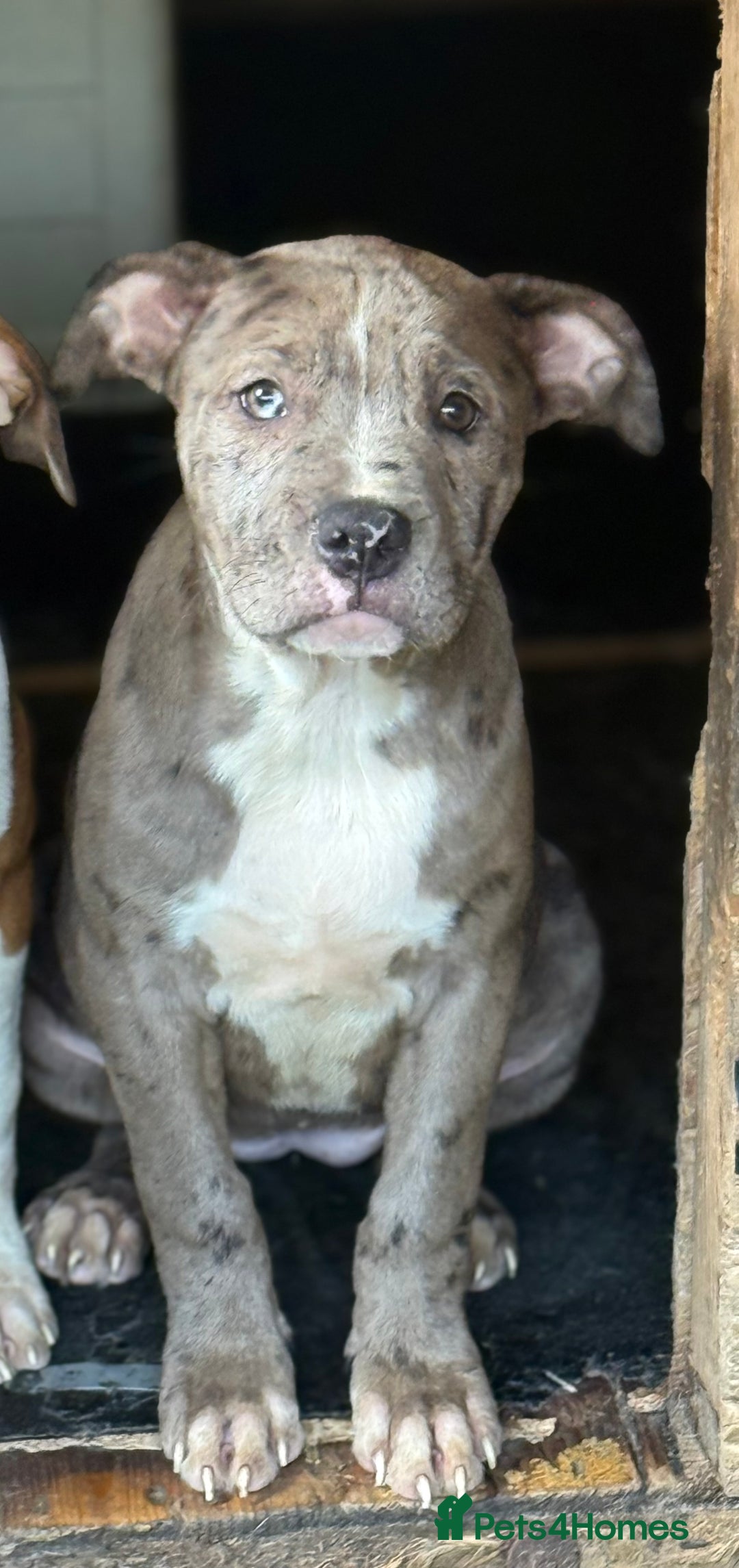 Mixed Breed dogs for sale: Big sale !!!!! 400£ - Image 2