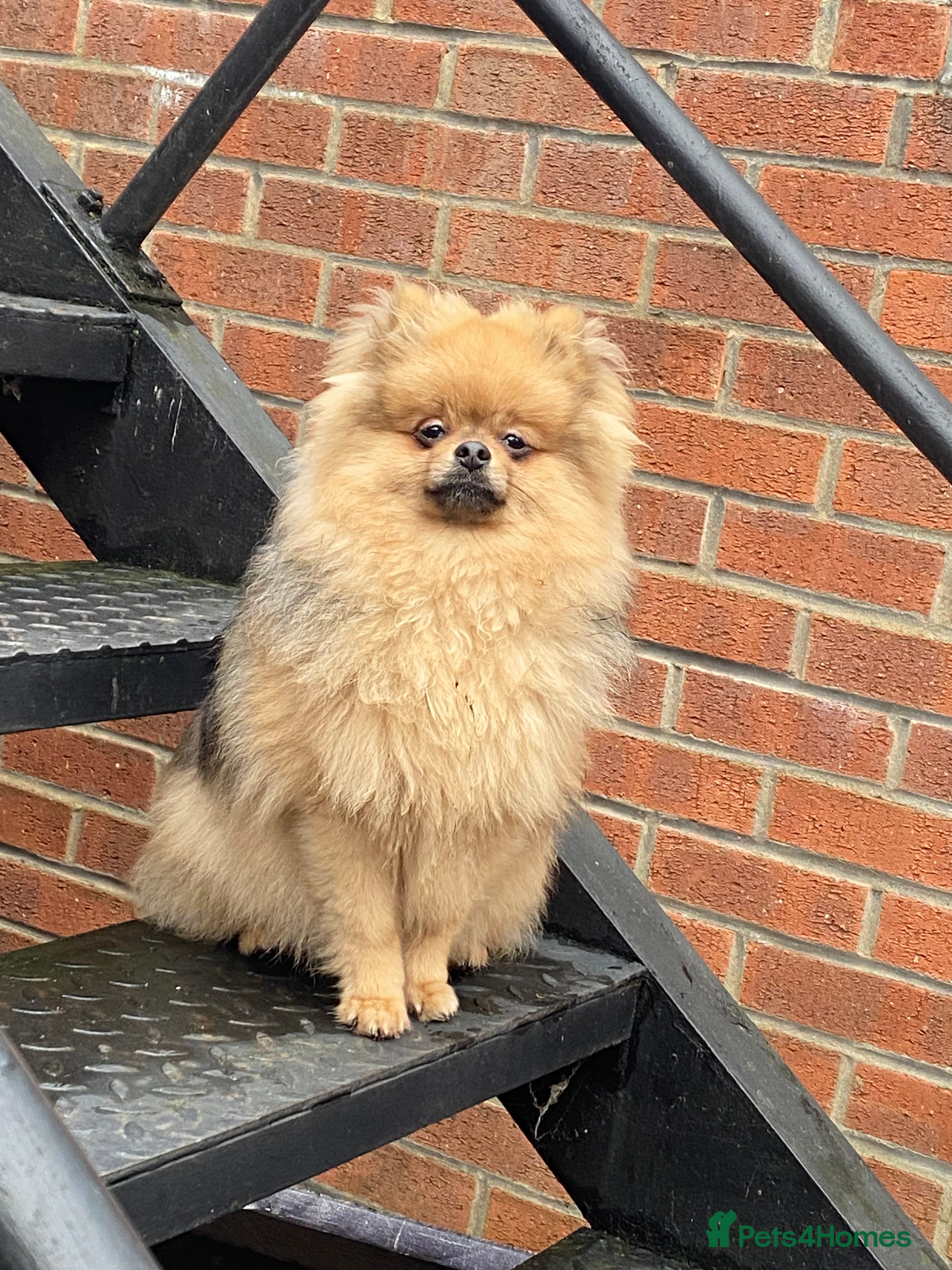 Pomeranian dogs 6 month old Pomeranian boy - Advert 15