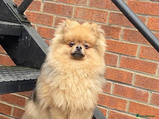Pomeranian dogs 6 month old Pomeranian boy - Advert 15