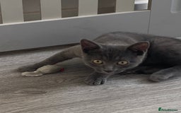 Mixed Breed cats for sale: Russian blue x British blue  - Image 4