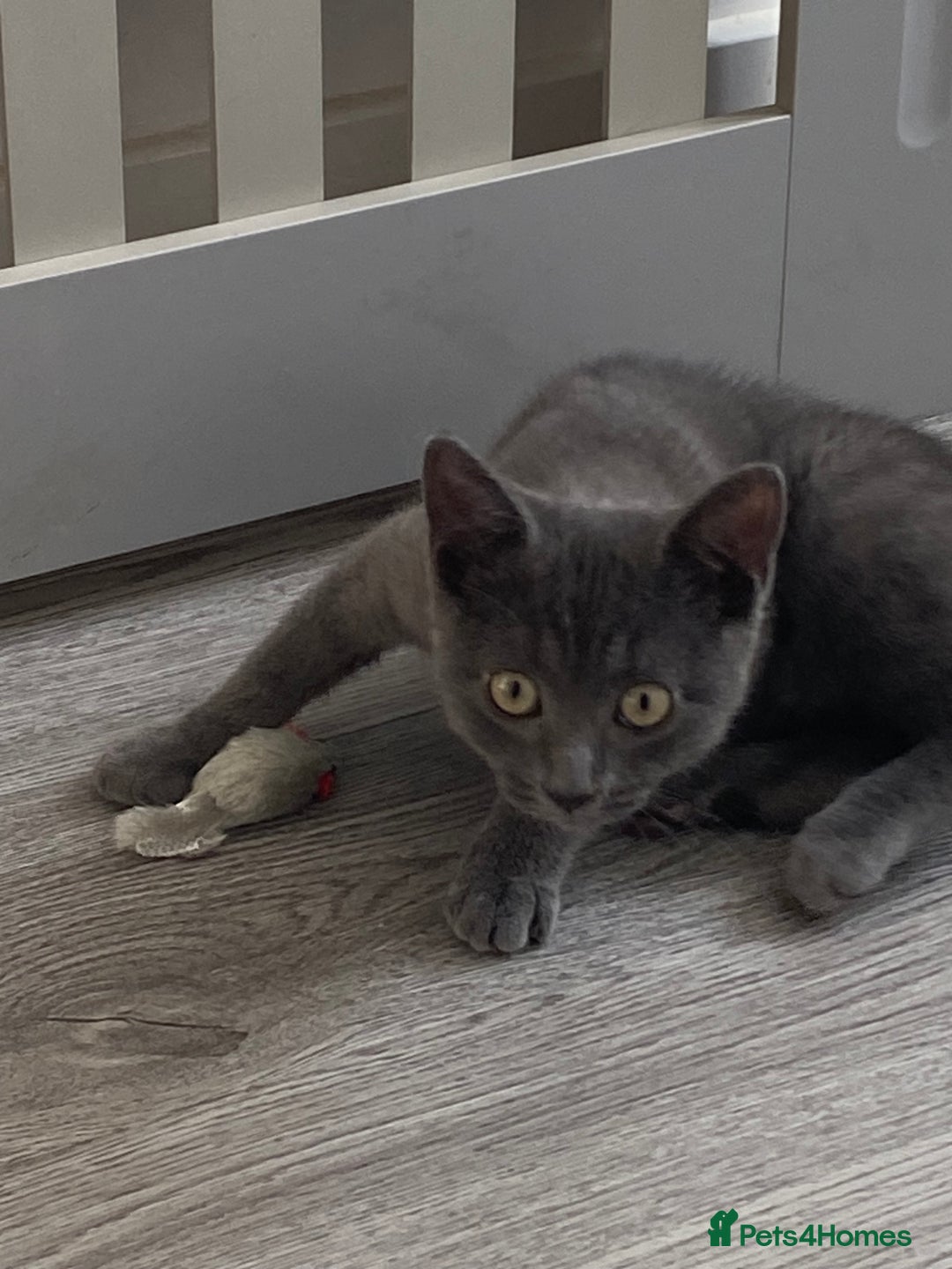 Mixed Breed cats for sale: Russian blue x British blue  - Image 4