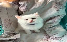 Ragdoll cats for sale: 2 left! Female Ragdoll mix kittens for sale  - Image 8