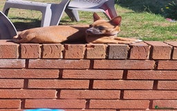 Mixed Breed dogs for sale: 6 months ol d chihuahua x frenchie  - Image 9