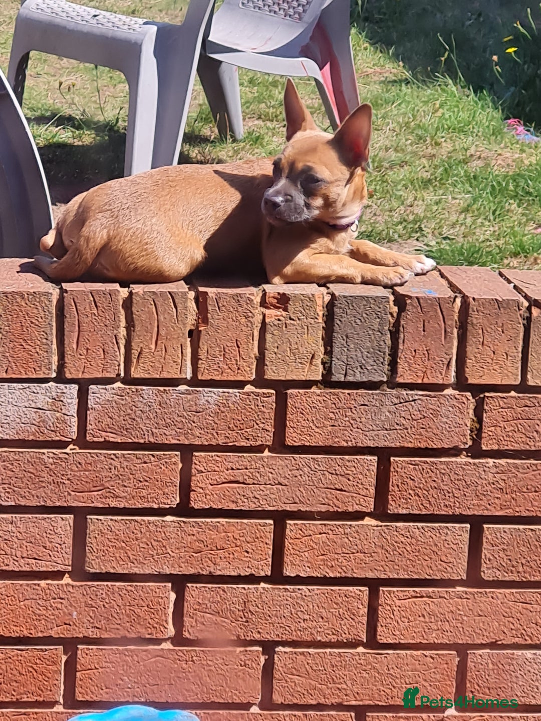 Mixed Breed dogs for sale: 6 months ol d chihuahua x frenchie  - Image 9
