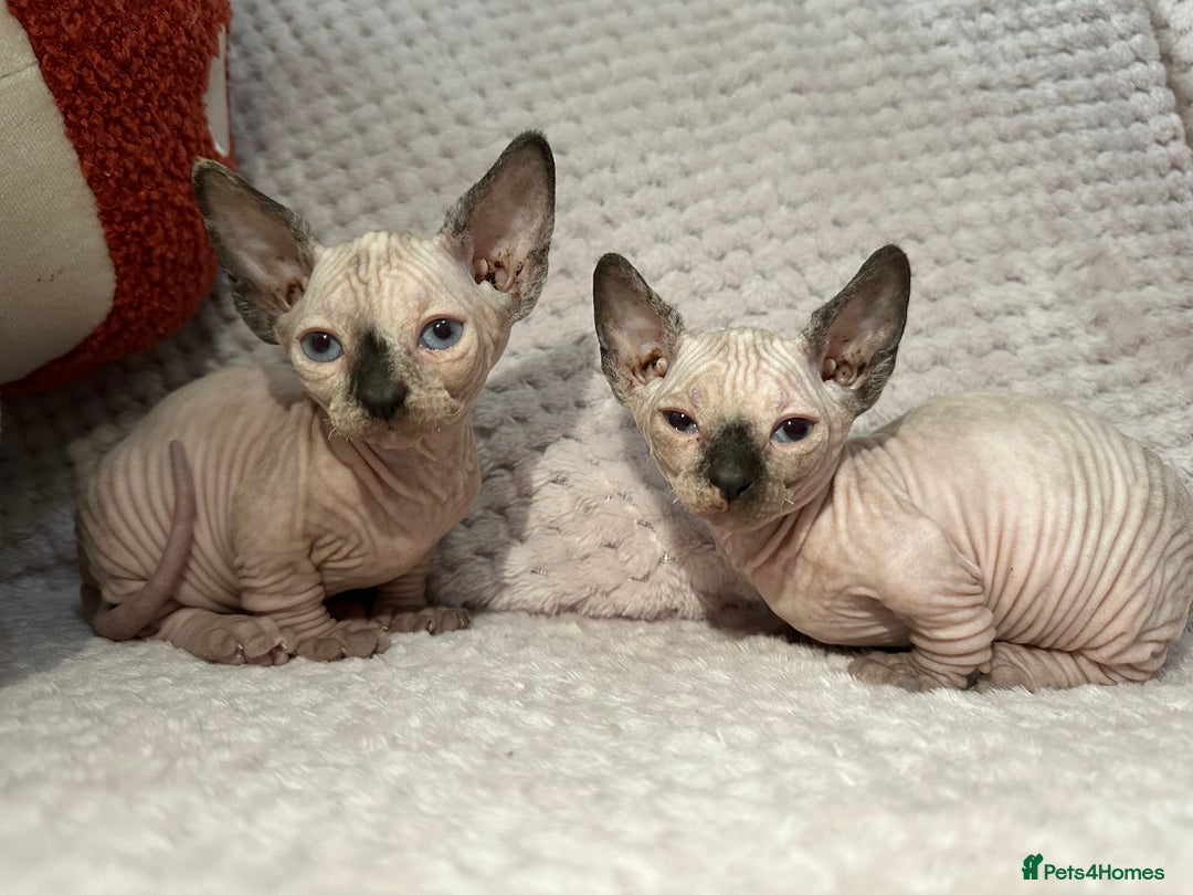 Sphynx cats for sale: Bambino kittens Ready now! - Advert 13