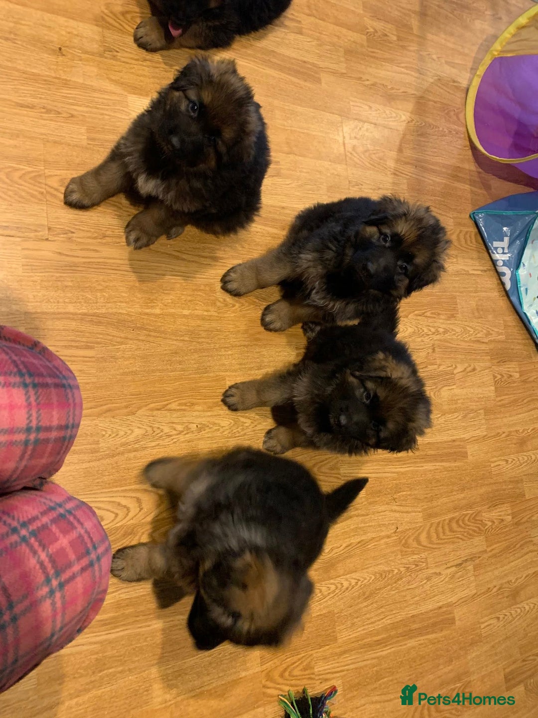 German Shepherd dogs for sale: For sale German Shepherd puppies - Advert 13