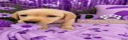 Labrador Retriever dogs for sale: KC Labrador puppies from health screened parents  - Advert 4