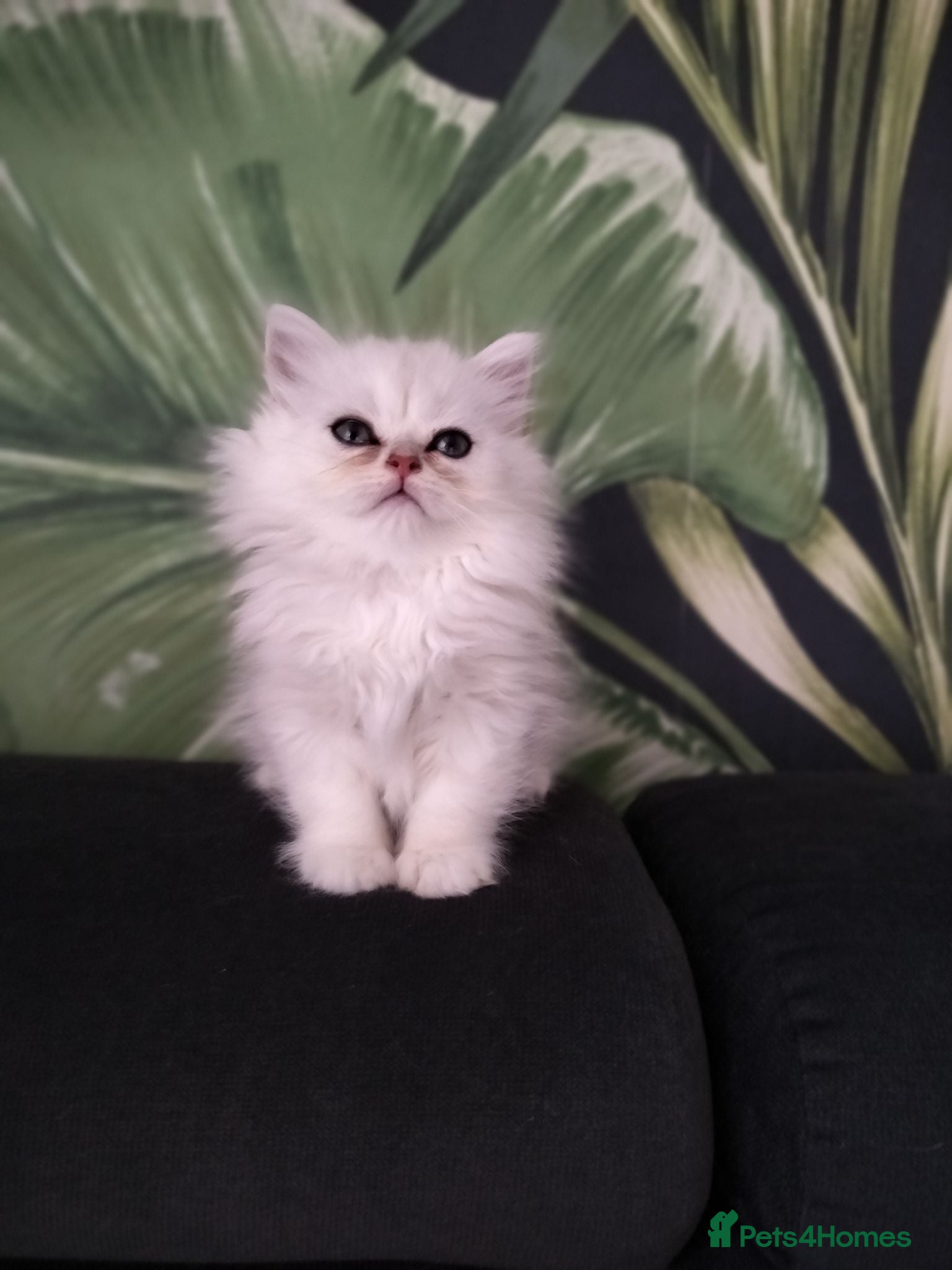 British Shorthair cats TICA 🐾 British Shorthair and Longhair kittens  - Advert 2