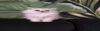 British Shorthair 2