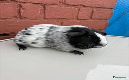 Guinea Pig rodents for sale: 3 beautiful piggies for sale  - Image 4
