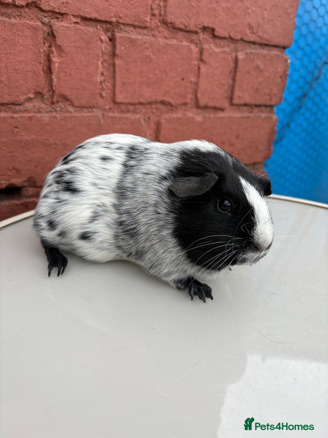 Guinea Pig rodents for sale: 3 beautiful piggies for sale  - Image 4