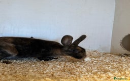 Rex rabbits for sale: Pure Rex baby rabbits  - Image 2