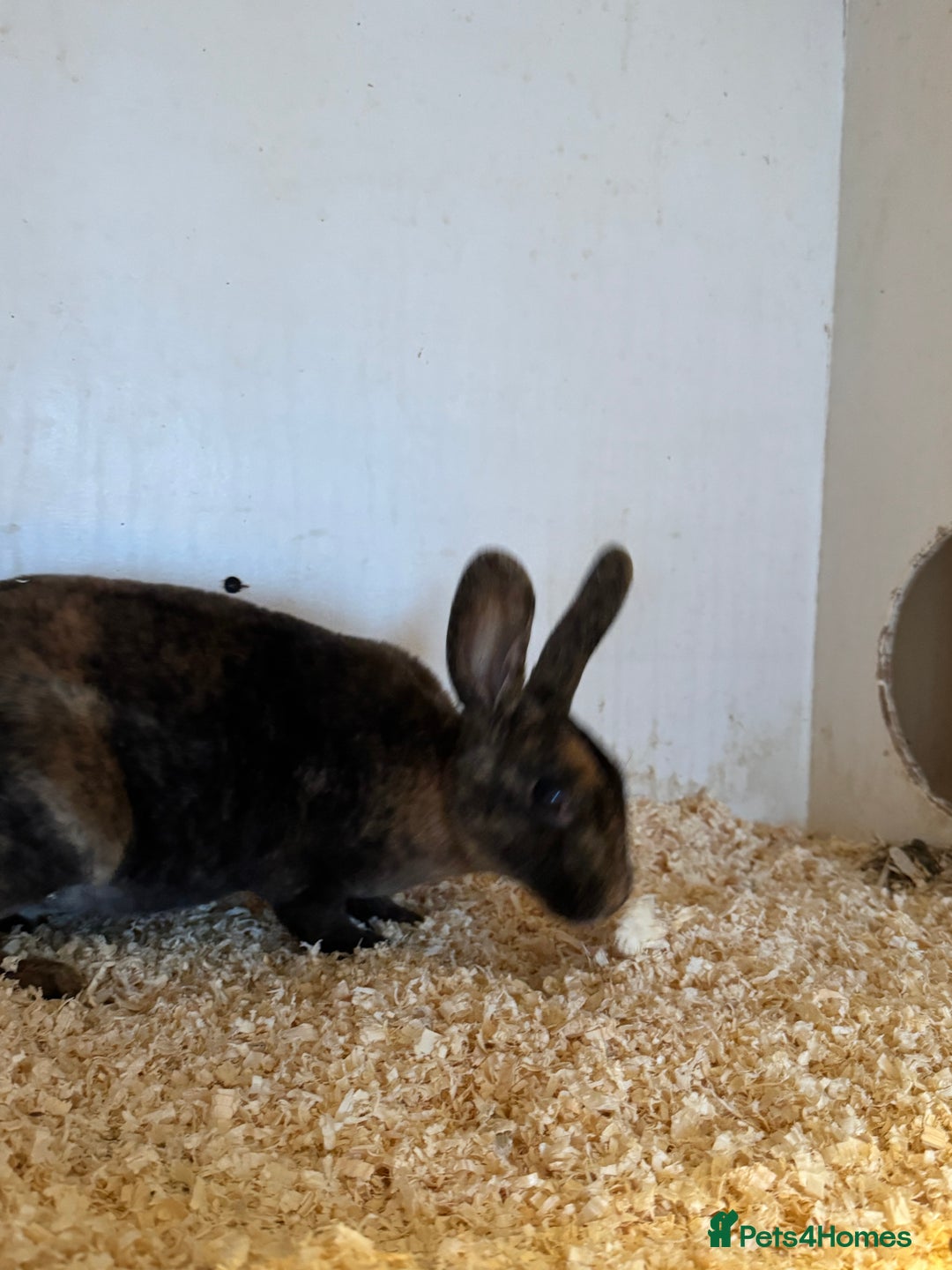 Rex rabbits for sale: Pure Rex baby rabbits  - Image 2