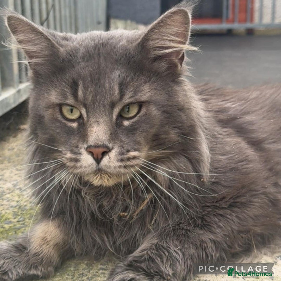 Maine Coon cats for sale: Exceptional Mainecoon Cubs 3 left - Advert 15