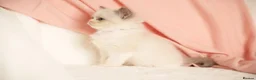 Ragdoll cats for sale: Elite TICA Kittens – Champion Bloodlines - Advert 18