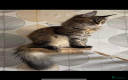 Maine Coon cats for sale: Purr Machines Ready Now - GCCF Reg Maine Coons - Image 30