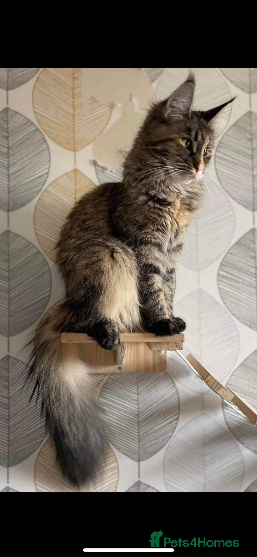 Maine Coon cats for sale: Purr Machines Ready Now - GCCF Reg Maine Coons - Image 30