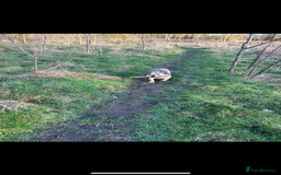 English Bulldog dogs for sale: English Bulldog KC registered Female for rehome - Image 7