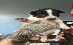 Border Collie dogs for sale: Border collie puppies - Image 8