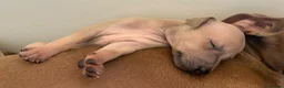 Italian Greyhound dogs for sale: Ready now, only 1 left. KC Reg Italian Greyhound - Advert 14