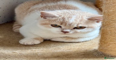 British Shorthair cats - Advert 8