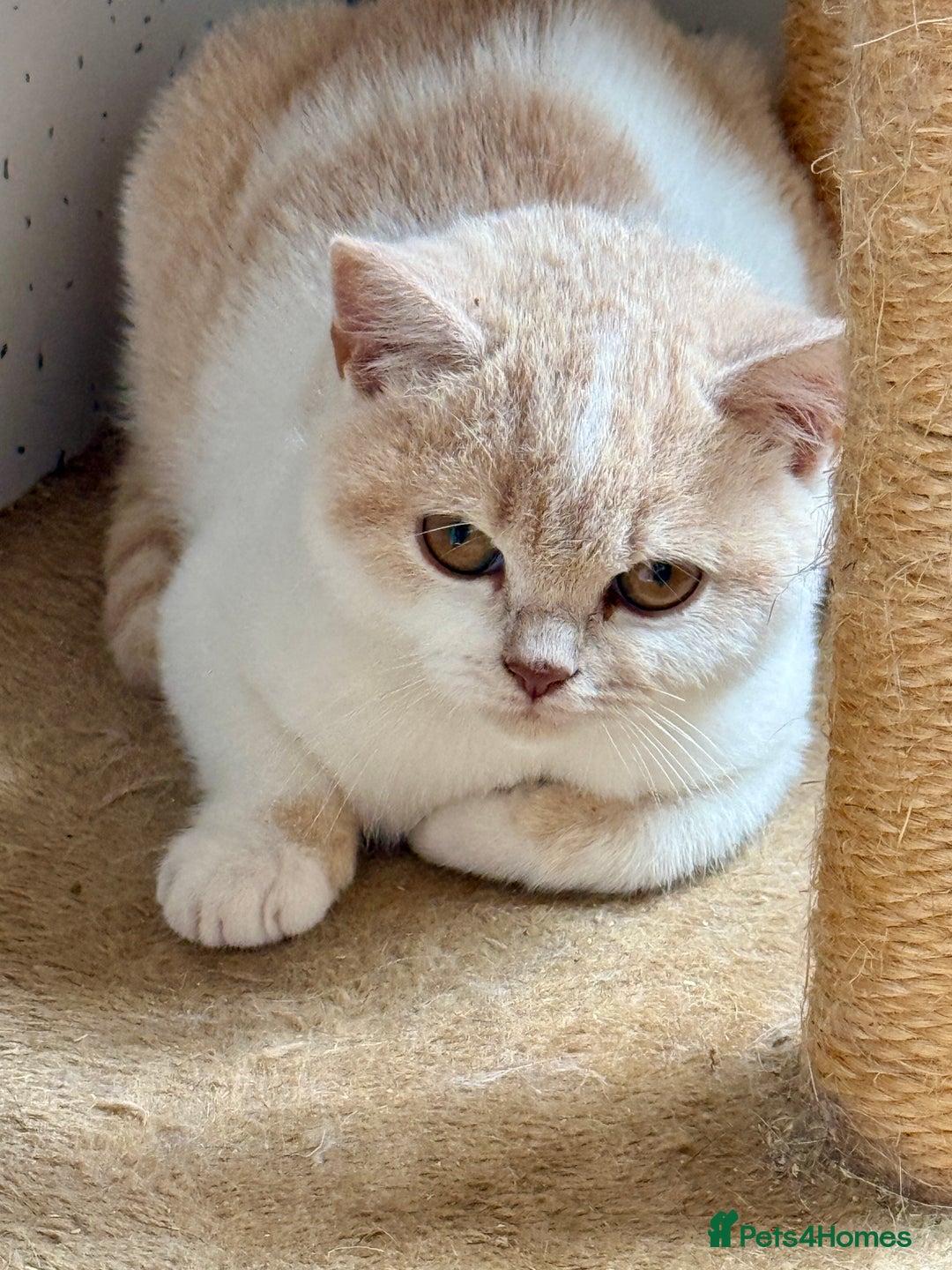 British Shorthair cats for sale: British shorthair kittens.  - Image 4